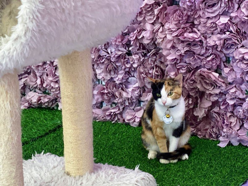 A white, brown, and black cat posing against a pink backdrop.